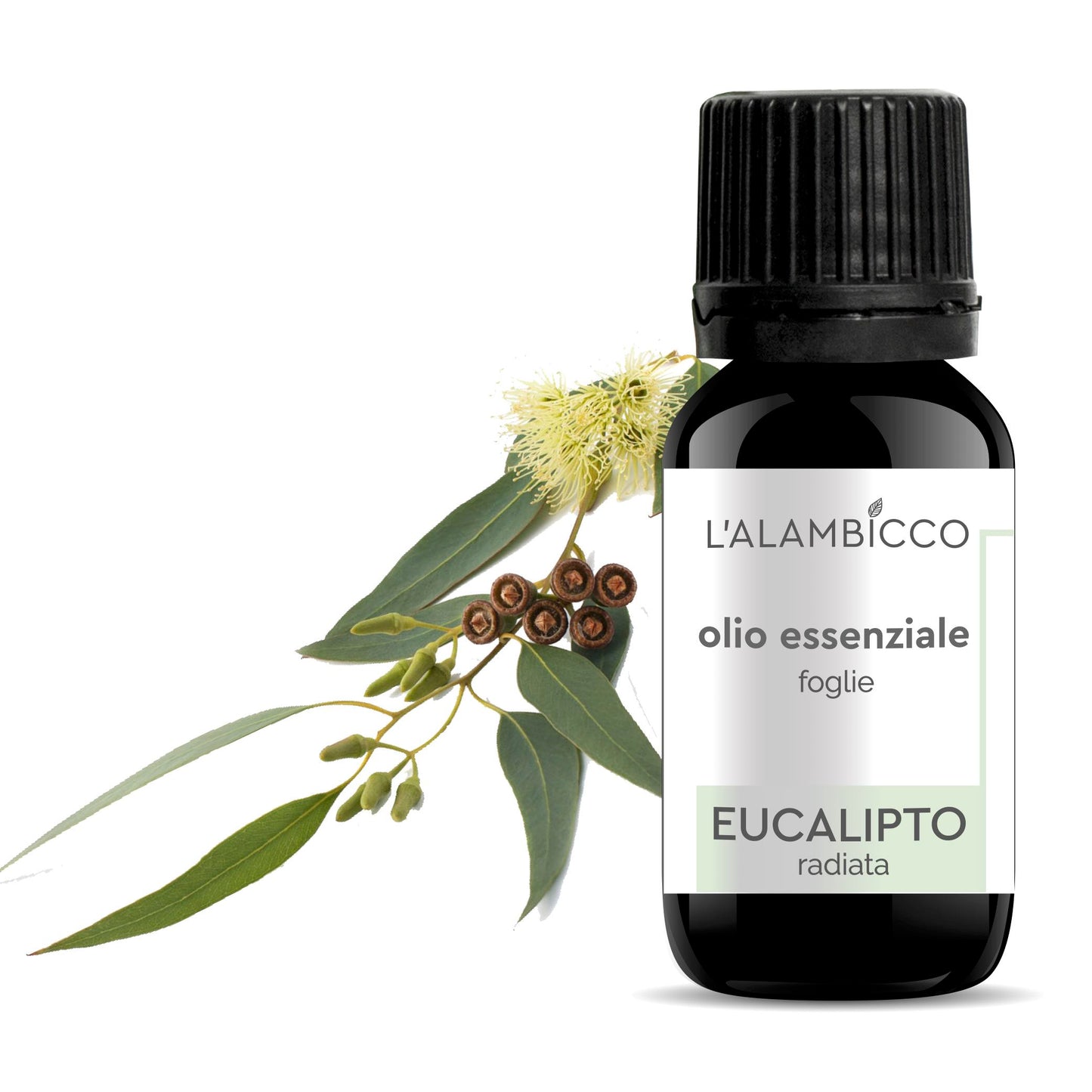 OLIO ESSENZIALE DI EUCALIPTO RADIATA 10 ML