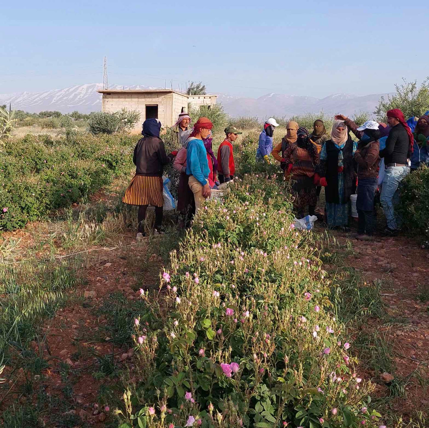 SIERO VISO DAMASCUS Rosa Damascena 30 ml